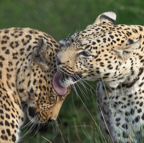 leoparde